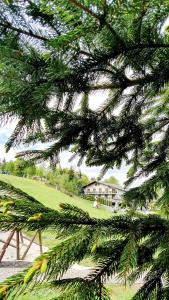 卡夫尼克超级滑雪场酒店的享有松树的景色,后面是房子