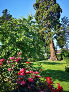 谢西欧西安妮住宿加早餐旅馆的院子里的一棵大树,花丛