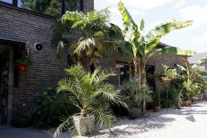 内特塔尔Villakunterbunt的一块砖楼前的棕榈树