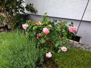 鲁斯特波伊茨酒店的一座花园,在一座建筑前有粉红色玫瑰