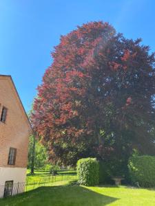 EdsbrukEds Bruk Basecamp的一座大树,在建筑物旁边,有红叶