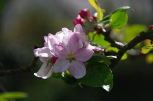埃尔盖加贝里克A l'Ombre des Pommiers的树枝上有一棵树枝,上面有粉红色的花