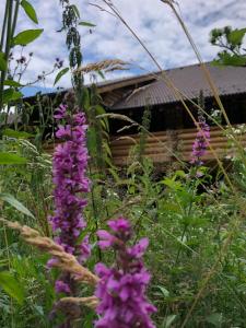 SăcuieuCasa din Vale的小屋前方的紫色花田