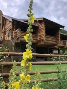 SăcuieuCasa din Vale的小木屋前种有黄色花的植物
