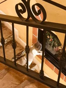 格兰岛城堡度假酒店的一只灰色和白色的猫坐在架子上