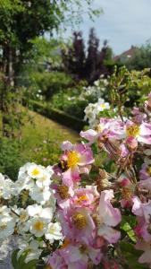 Merelbeke拉克里杜塞床和早餐的花园里的一束粉红色和白色的花