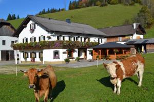 滨湖伦茨Bio Bauernhof Moas的两头奶牛站在房子前面的田野上