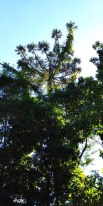 伊瓜苏港杰斯伊酒店的树上绿叶的树