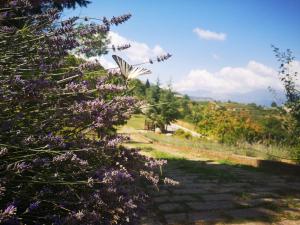 莫尔曼诺La Locanda dei Cavalieri的蝴蝶飞过紫色的灌木