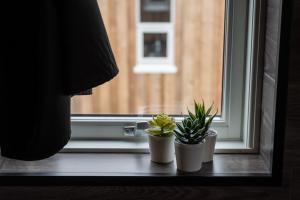 Hlíð í HörðudalDalahyttur的两盆植物坐在窗台上