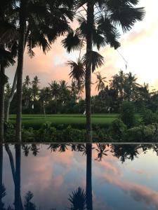 乌布Sunset Pandawa Villa的棕榈树在水中反射