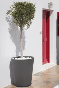 纳乌萨Katerina mare的红门旁大黑锅里的植物