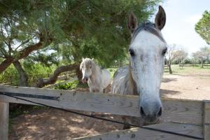 圣马迪拉莫Gîtes Equestres Lou Caloun - Les Saintes Maries de la Mer的两匹白马站在木栅栏后面