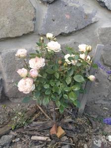 SomlóvásárhelySzent Margit Vendégház的花瓶里一束粉红色玫瑰花