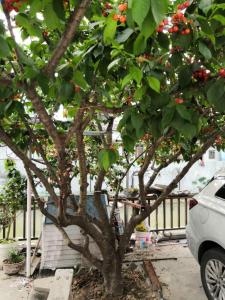 上海南溪民宿的一辆汽车旁边一棵树,上面有红浆果