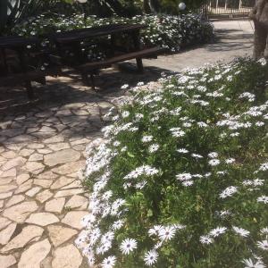维耶斯泰Azienda Agricola B&B Macchiaria的长凳旁边的一束白色花