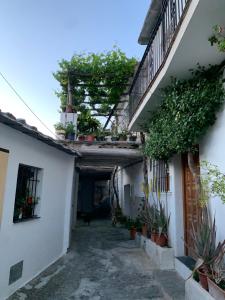 潘潘埃拉Casita Paloma的两座种植盆栽植物的建筑之间的小巷
