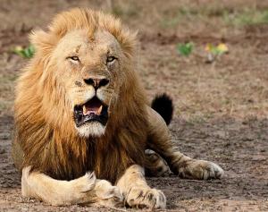 Mtubatuba温迪的乡间旅舍的一只狮子躺在地上,嘴巴张开