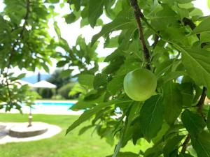 卡潘诺里黎莱斯德拉戈酒店的挂在泳池附近的树上的青苹果