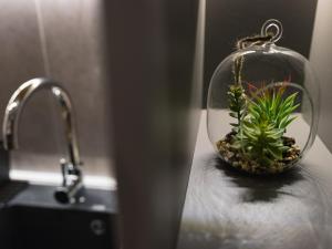 苏博蒂察My Space apartment的水槽上玻璃罐里的一个小植物