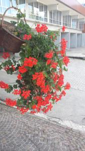 马里尔伊瓦洛雷斯2酒店 - 戈瓦坎泽的花盆里的一束红花