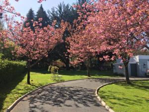 基尔肯尼Gráisín的一条绿树成荫的道路,上面有粉红色的花朵
