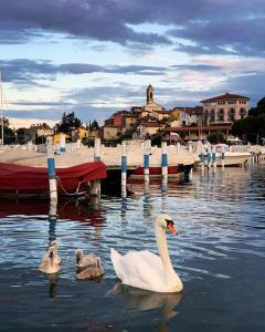 克鲁斯安湖拉戈罗莎蒙德旅馆的三个天鹅在码头附近的水中游泳