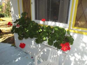 霍尔德内斯Yankee Trail Motel的白色长凳,有红色的鲜花和窗户