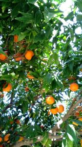 普罗塔拉斯弗罗卡斯公寓酒店的橘子树上有很多橙子