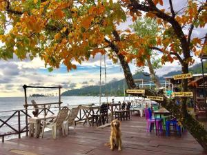 象岛象岛7旅馆的坐在水边木甲板上的狗