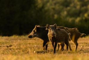 泽巴拉特兰西瓦尼亚扎波拉度假村的草场上走的三头母牛