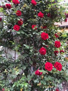 普拉赫München- Pullach, Wohnen im Grünen的一群红玫瑰在墙上长着