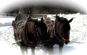 瓦尔布鲁纳Agriturismo Prati Oitzinger的两匹马在雪中拉马