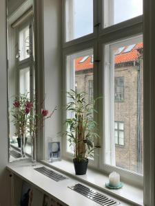 哥本哈根哥本哈根308公寓的窗台上装有盆栽植物的窗台