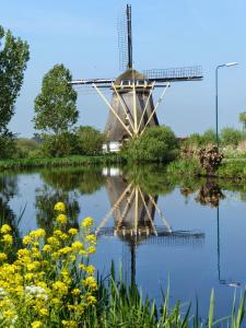 阿布考德Mondriaanmolen, a real Windmill close to Amsterdam的花 ⁇ 的池塘里反射着风车