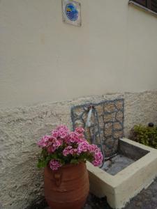 瓦西里亚斯阿尼莫斯公寓酒店的围墙旁的一盆鲜花
