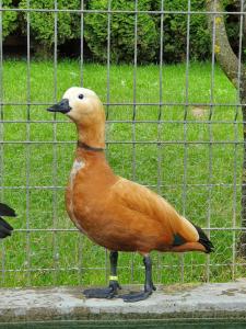 AktenburgPensiunea Filonul de Aur的鸟站在围栏前