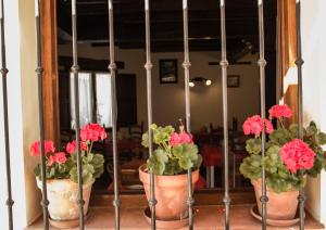 柯米拉斯帕萨赫圣豪尔赫酒店的三个盆栽植物,有红色的花,插在镜子里