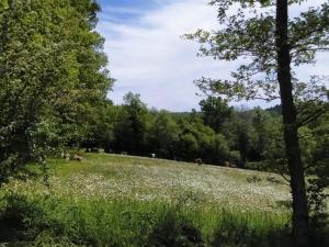 Saint-Sylvain-Bellegardecararetro , caravane chauffée et climatisée的远处一带种着牛的花