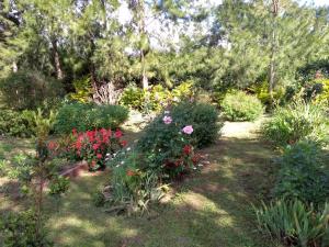 卡夫尔高原Au fruit delicieux的种有五颜六色花卉和植物的花园