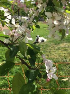 拉法特盛赛尔费姆马尔帕鲁酒店的一只狗躺在树后面的草上,花朵花朵花朵花朵