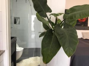 卡塞尔祖姆山顶公园酒店的绿色植物,浴室里,有厕所