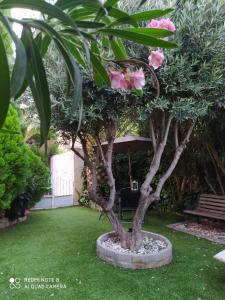 萨拉戈萨Bodega íntima的花园里的一棵小树,花粉色