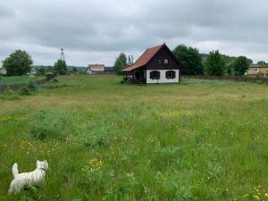 DziemianyDomek całoroczny na Kaszubach "Kołowrót"的狗站在田野上,有房子