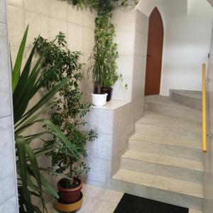 茨里克韦尼察Apartmani Marijan的墙上挂着盆栽植物的走廊