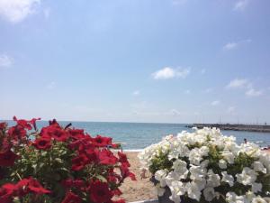 敖德萨Lustforlive的一片种满红白花的海滩和大海