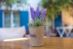 普拉蒂弗兰尼基一室公寓的一张桌子上装有紫色花的软木花瓶