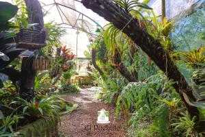 伊瓜苏港El Pueblito Iguazú的花园中的温室,花园中种有植物,还有一条小径