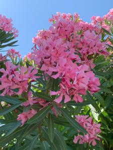 耶尔多曼尼德尔奥孚尼住宿加早餐旅馆的树上一束粉红色的花