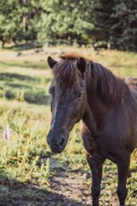 乌拉勒德Gunnagård的棕色的马站在田野里